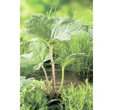 Rhabarberpflanze im Garten