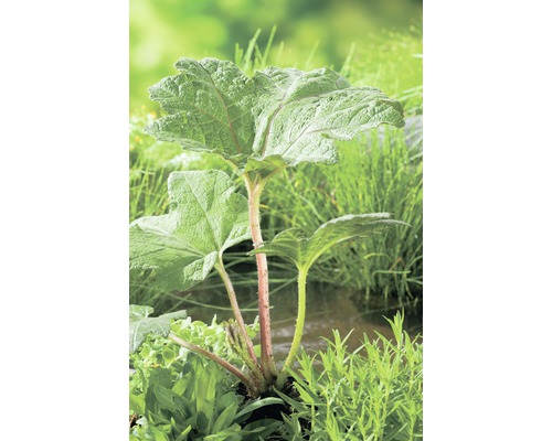 Mammuttblatt FloraSelf Gunnera manicata H 20-80 cm Co 3 L Rhabarberpflanze im Garten