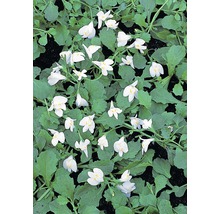 Bodenbedeckende Pflanze mit weißen Blüten und grünen Blättern