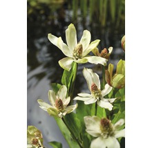 Blühende Sumpf-Calla im Gartenteich