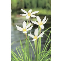 Nahaufnahme von vier weißen Lilienblüten mit gelben Staubgefäßen im Garten