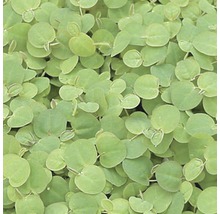 Teppichglanz Gartenpflanze