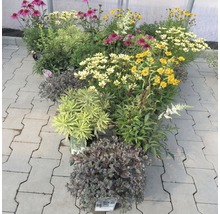Verschiedene blühende Stauden in Töpfen, Gartencenter Präsentation