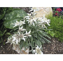 Edelweiß Pflanze im Gartenbeet