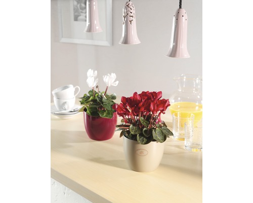 Zwei Cyclamen Pflanzen in Töpfen auf einem Tisch, eine mit weißen und eine mit roten Blüten.