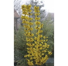 Goldglöckchen FloraSelf® Forsythia intermedia 'Goldrausch' 40-60 cm