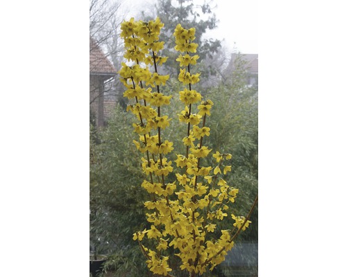 Forsythie mit gelben Blüten