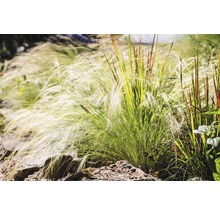 Verschiedene Ziergräser in einem Gartenbeet.