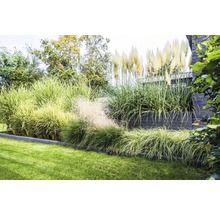 Garten mit Ziergräsern und Rasenfläche