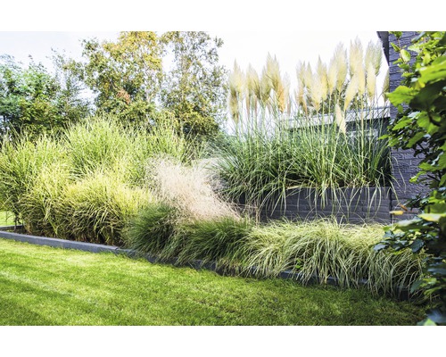 Garten mit Ziergräsern und Rasenfläche