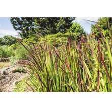 Garten mit Ziergräsern