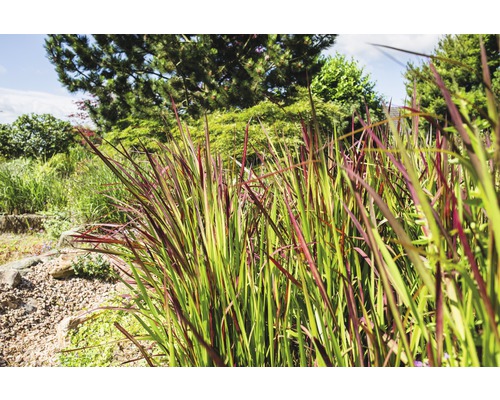 Garten mit Ziergräsern