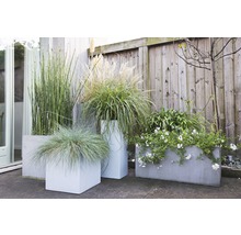 Verschiedene Pflanzen in Pflanzgefäßen vor einem Holzzaun.