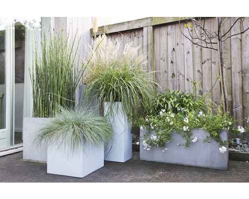 Verschiedene Pflanzen in Pflanzgefäßen vor einem Holzzaun.