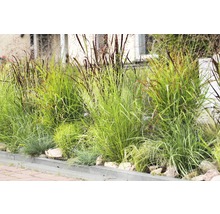 Beet mit verschiedenen Ziergräsern im Garten.