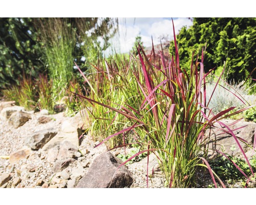 Beet mit Ziergräsern und Steinen im Garten
