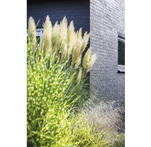 Pampasgras vor einem Gebäude mit Backsteinfassade.