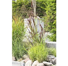 Dekorative Ziergräser mit Steinen im Garten