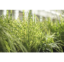 Chinaschilf mit Streifenmuster