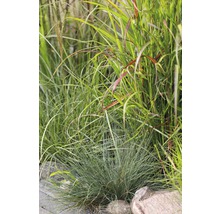 Verschiedene Ziergräser im Gartenbeet