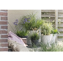 Terrasse mit Pflanzgefäßen und verschiedenen Ziergräsern sowie blühenden Pflanzen.