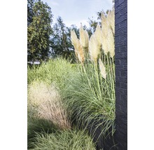 Dekorative Gräser und Pampasgras im Garten.