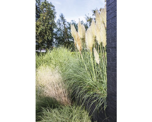 Dekorative Gräser und Pampasgras im Garten.