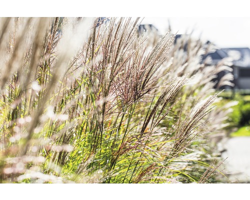 Chinaschilf FloraSelf Miscanthus sinensis "Ferner Osten" früh H 10-80 cm Co 3 L Chinaschilf im Garten