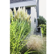Dekorative Gräser vor einem Wohnhaus