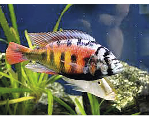 Buntes Aquarium mit Zierfischen und Wasserpflanzen