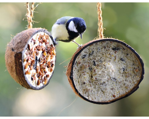 Meise an einem hängenden Futterspender aus Kokosnuss