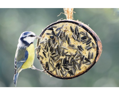 Blaumeise an einer mit Sonnenblumenkernen gefüllten Futterstelle aus Kokosnussschale.