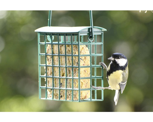 Vogel an einem Futterhaus mit Futterblock