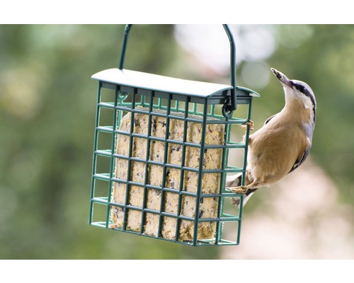 Vogel an einem Futterhaus mit Energiekuchen