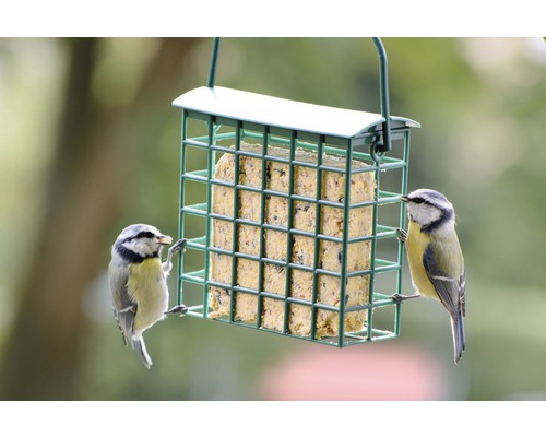 Vogelhaus mit Futterblock und zwei Blaumeisen