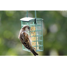 Spatz an einem Futterspender für Gartenvögel