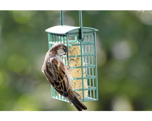 Spatz an einem Futterspender für Gartenvögel