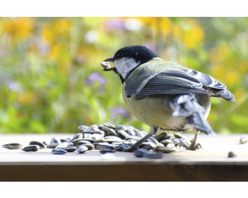 Kohlmeise frisst Sonnenblumenkerne