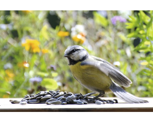 Blaumeise frisst Sonnenblumenkerne im Garten