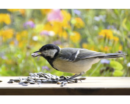 Kohlmeise mit Sonnenblumenkernen auf einem Tisch