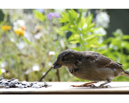 Spatz frisst Sonnenblumenkerne auf einem Brett