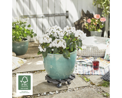 Blumentopf mit weißen Blüten auf Pflanzenroller im Außenbereich mit FSC Siegel