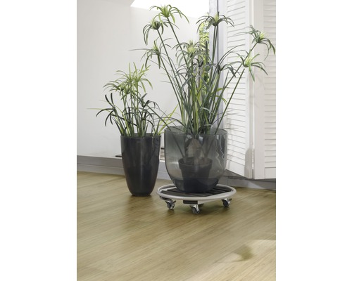 Zwei Zyperngras Pflanzen in Töpfen, eine davon auf einem Pflanzenroller.