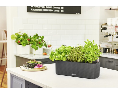 Kräuter und Erdbeeren in Pflanzgefäßen auf einer Küchentheke.