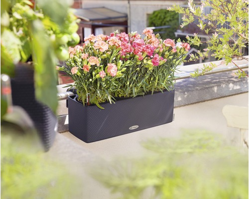 Dunkelgrauer Blumenkasten mit rosa Nelken auf einem Balkon