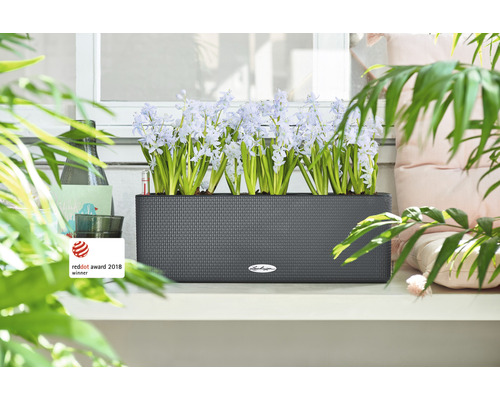 Rechteckiger Pflanzkasten mit blühenden Hyazinthen auf einer Fensterbank