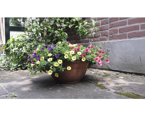 Blumentopf mit bunten Petunien vor einer Mauer