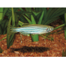 Zebra Bärbling Fisch im Aquarium