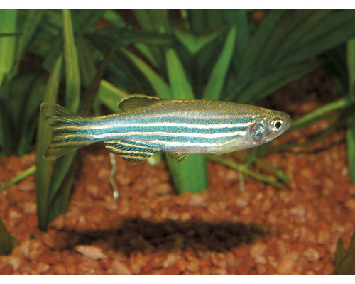 Zebra Bärbling Fisch im Aquarium