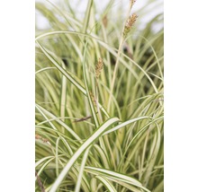 Segge FloraSelf Carex oshimensis 'Evergold' H 5-15 cm T 14 cm-thumb-2